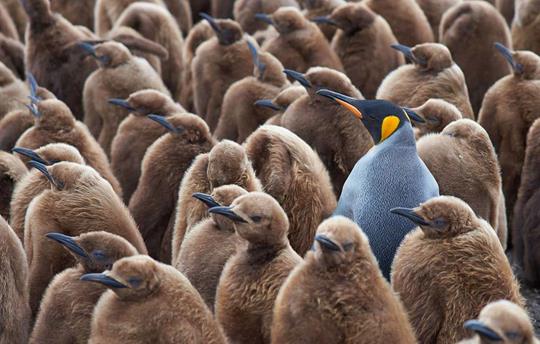 Adult King Penguin standing amongst a large group of chicks.
