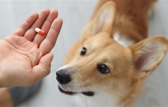 small dog with owner who has red and white pill in hand