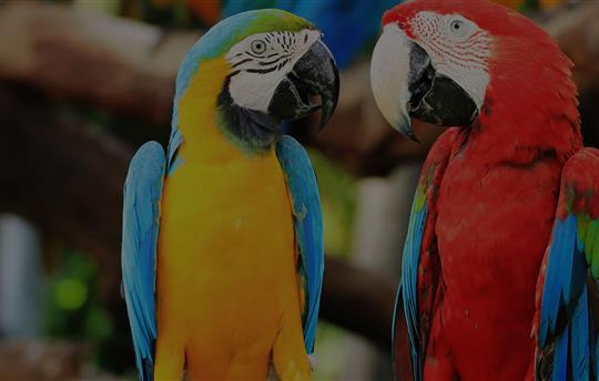 yellow parrot and red parrot perched next to each other