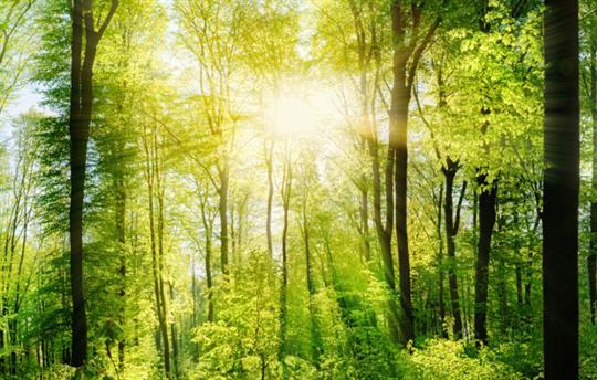 green forest with sun rays coming through
