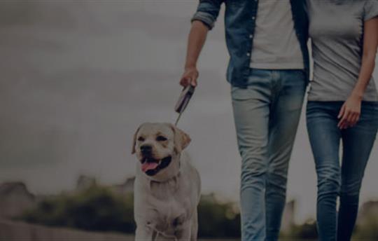 man and woman walking side by side with dog on a leash